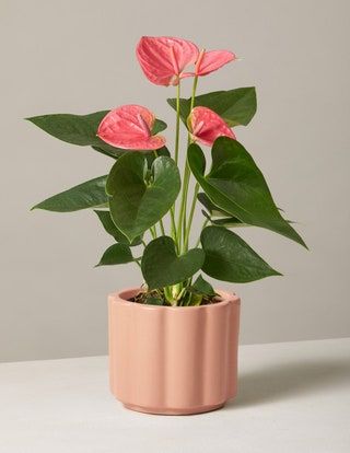 Anthurium rosa