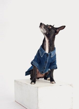 DL1961 Puppy Breath denim hundjacka