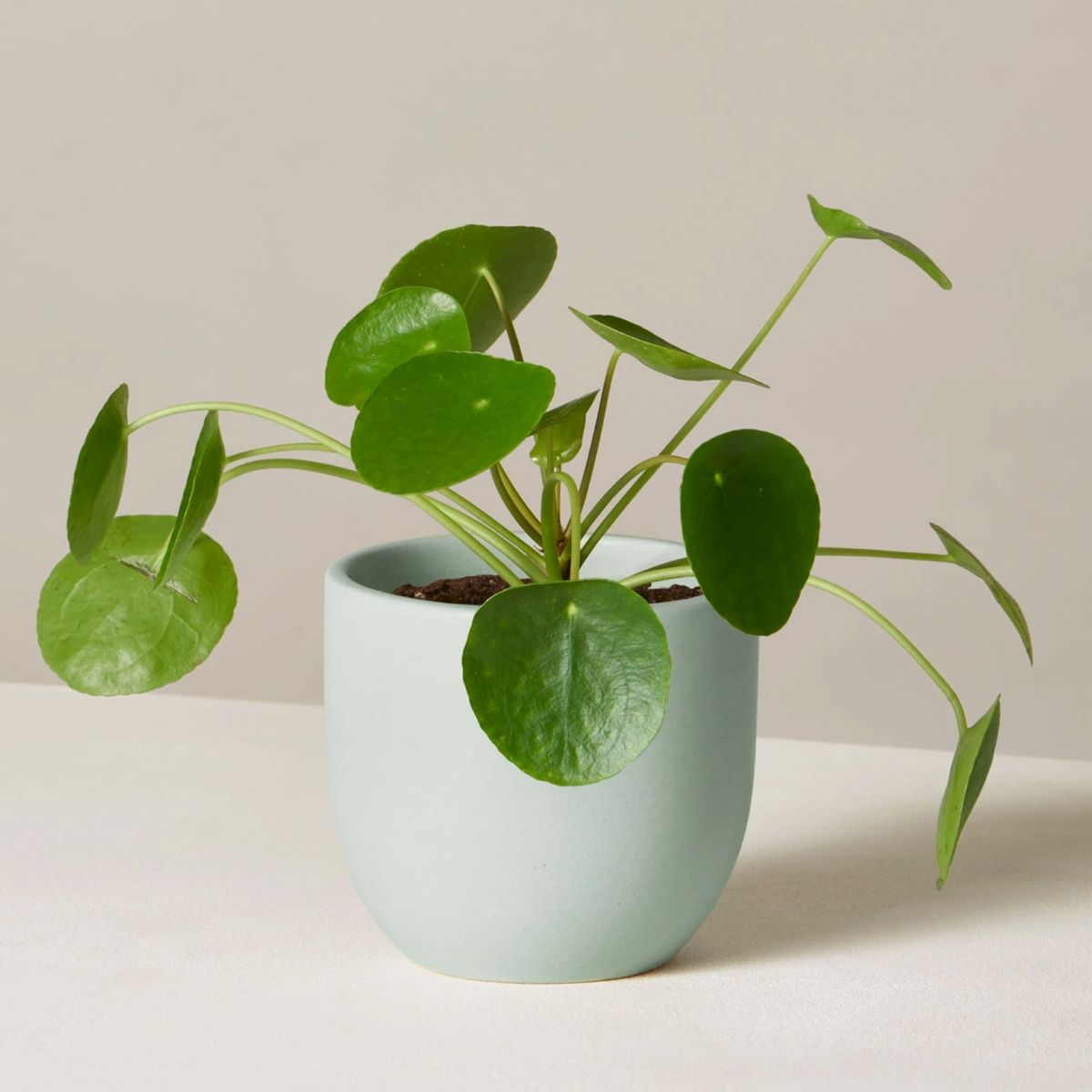 planta en maceta verde claro