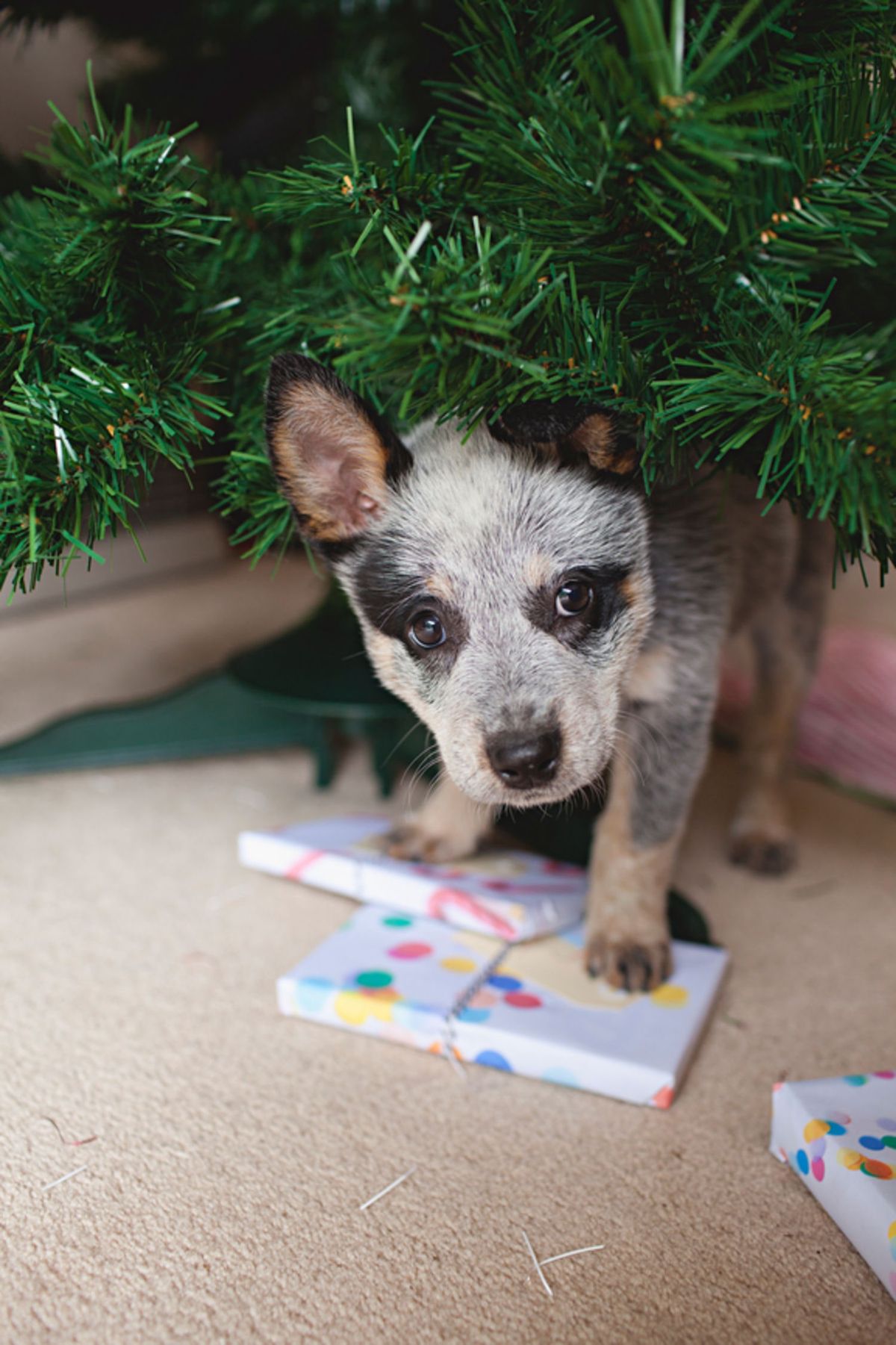 Bildet kan inneholde Plant Tree Bartre Dyr Pattedyr Canine and Pet