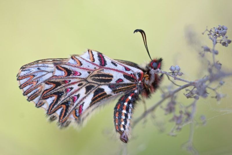 Fondos de pantalla de mariposas