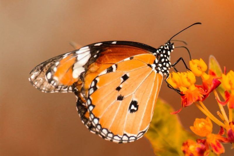 Fondos de pantalla de mariposas