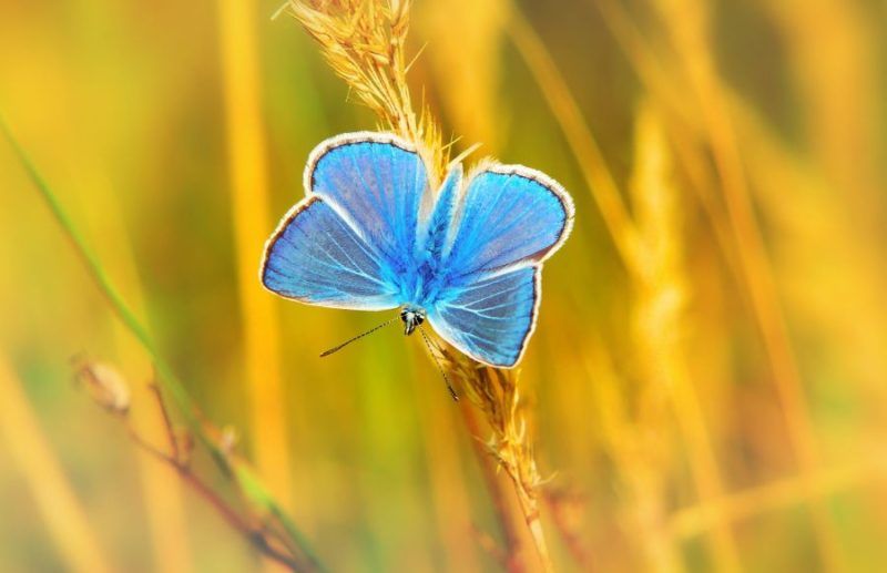 Fondos de pantalla de mariposas