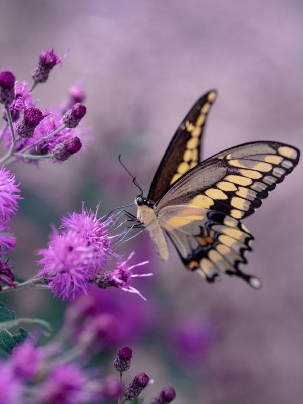 Fondos de pantalla de mariposas