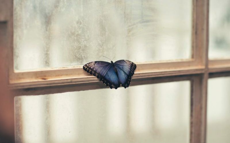 Fondos de pantalla de mariposas