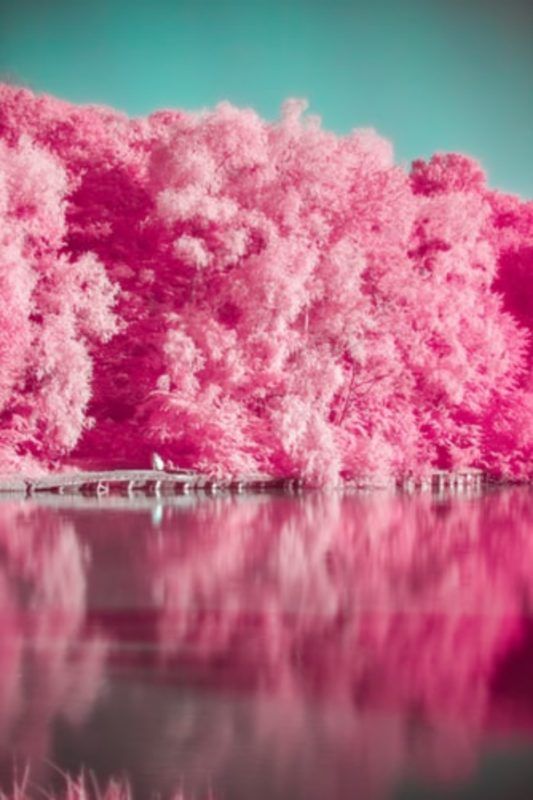 Fondos de pantalla rosa gratis