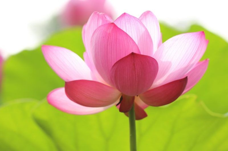 Fondos de pantalla rosa gratis