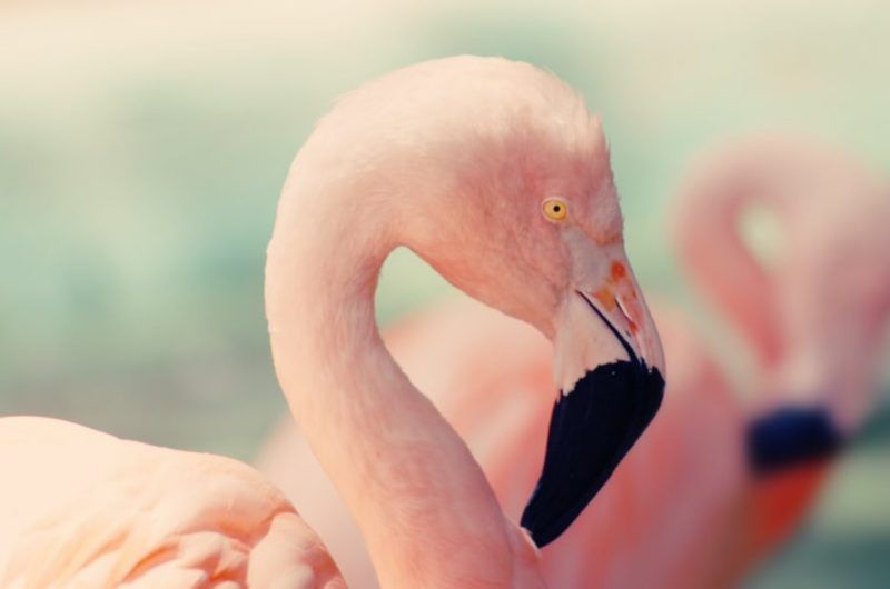 Fondos de pantalla rosa gratis