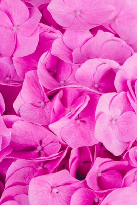 Fondos de pantalla rosa gratis