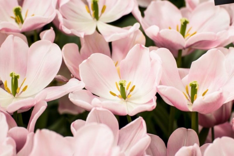 Fondos de pantalla rosa gratis