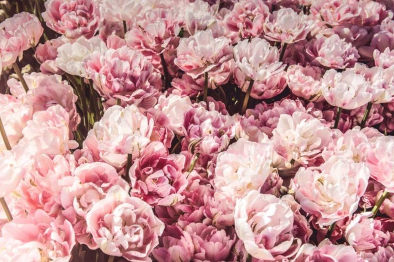 Fondos de pantalla rosa gratis