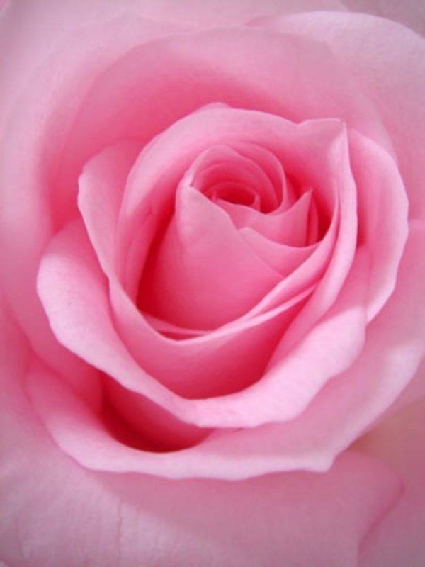 Fondos de pantalla rosa gratis