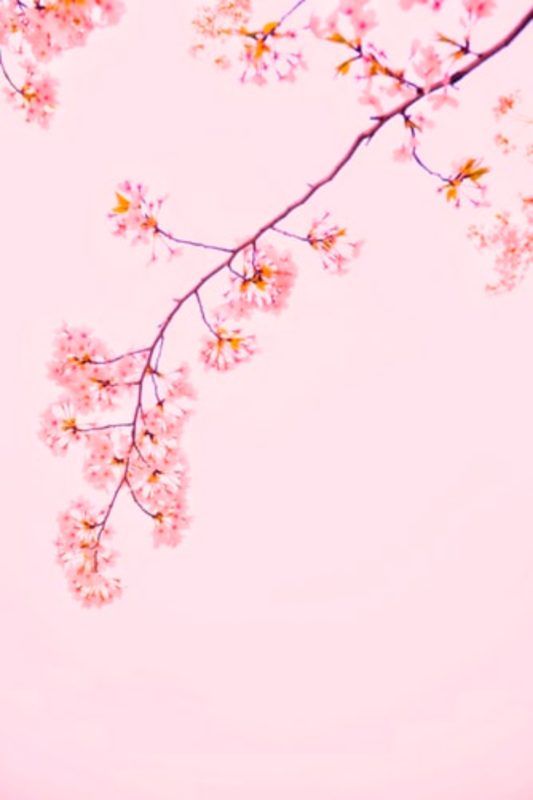 Fondos de pantalla rosa gratis