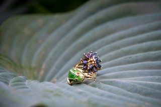 画像にはアクセサリーアクセサリージュエリージェムストーン動物無脊椎動物昆虫とクリスタルが含まれている場合があります