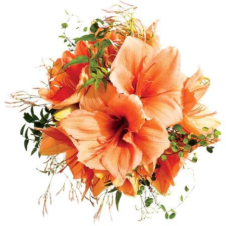 La imagen puede contener gráficos y arte de la flor de la planta